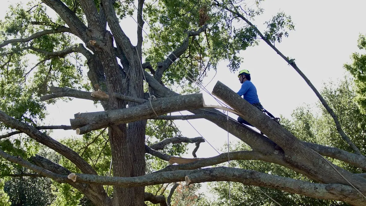 Professional Crown Thinning performed by certified arborists in Branchville