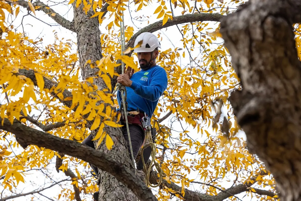 Skilled Tree Trimming crew working in Branchville