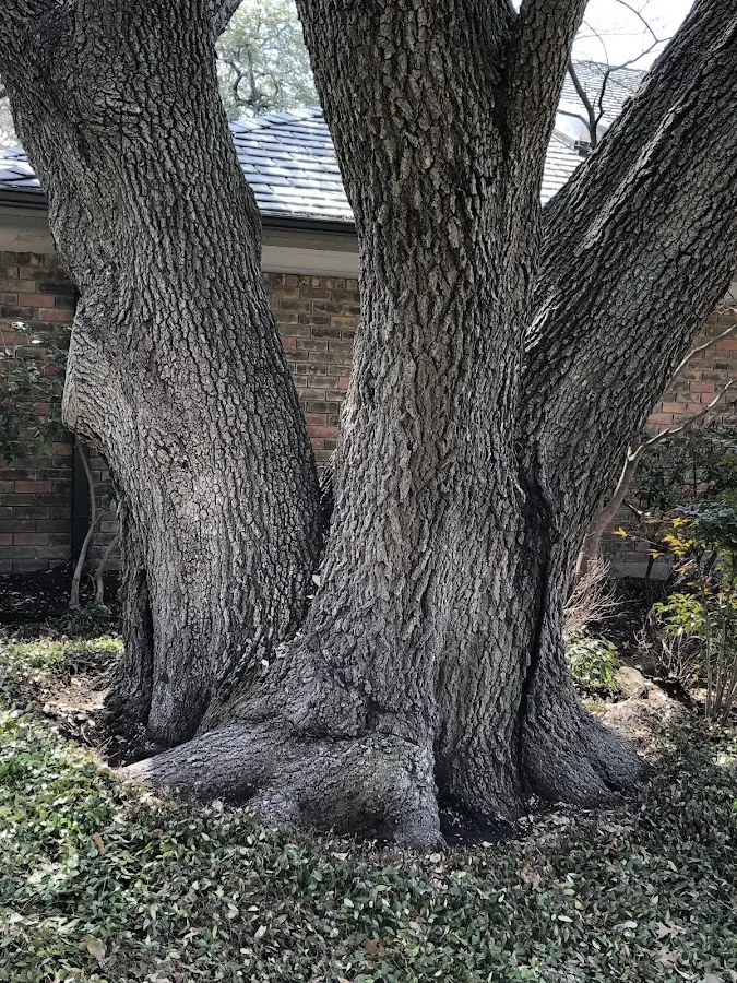 Mature heritage tree close to a Branchville property cared for by certified arborists